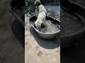 This is what “best day ever” looks like for a dog🐾 #nycdogs #doggielife #fypシ #cutedog #dogs #dog