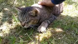 公園の地域猫、キジトラちゃんに着いていってみる