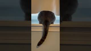 Hypnosis With A Cat- Stare At Tail For 30 Seconds And Try Not To Blink