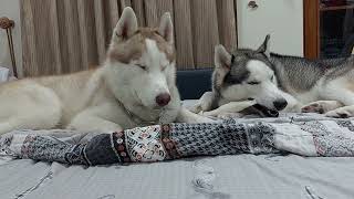 Leon And Yoshi On Bed