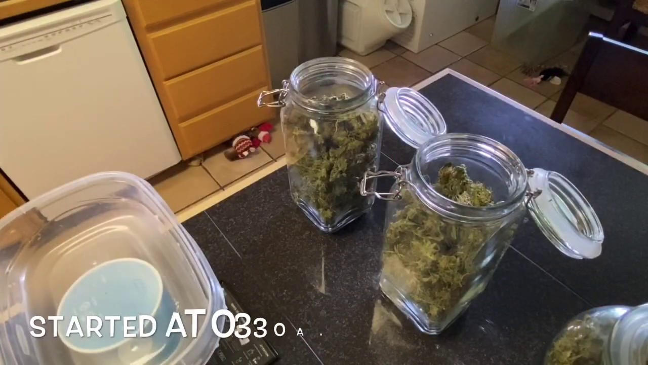 Another Harvest Day!  Autoflower Northern Lights/Strawberry Lights Medical Cannabis
