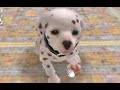 Nintendogs: Dalmatian & Friends Playthrough Part 2