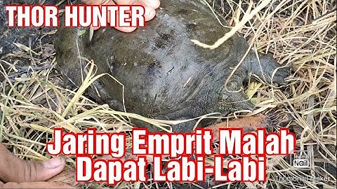 #jaring#Emprit# Undangan Jaring Hama Emprit Di Luar Pulau Eps 1(kota Medan)