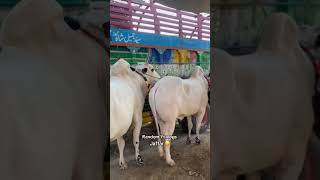 #cow #ryv #animals #2026 #collection #goat #bull #eiduladha2026 #jaffarmandi #fatejungbullrace#i12