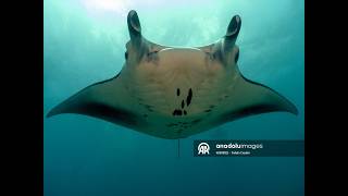 Maldivlerin Derin Kanatları.mantalar & Vatozlar