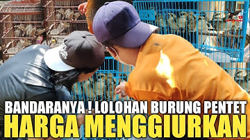 BARU KETEMU ! BANDARNYA LOLOHAN PENTET SUPER, HARGA PALING MENGGIURKAN DI PASAR BURUNG PRAMUKA
