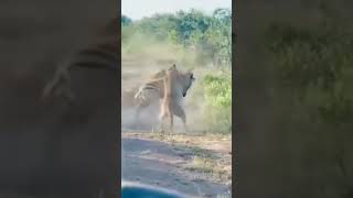 the lion 🦁 attacked the herd of zebras 🦓 in the forest#zebra# lion# animals against shorts