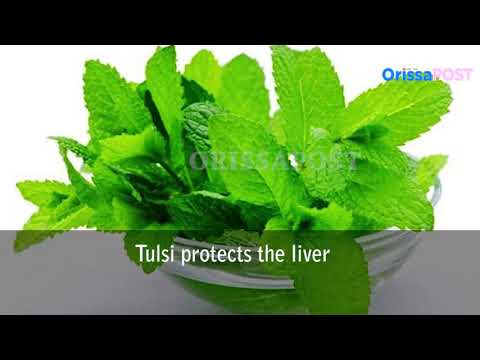 Amazing Health Benefits of Tulsi (Holy Basil)