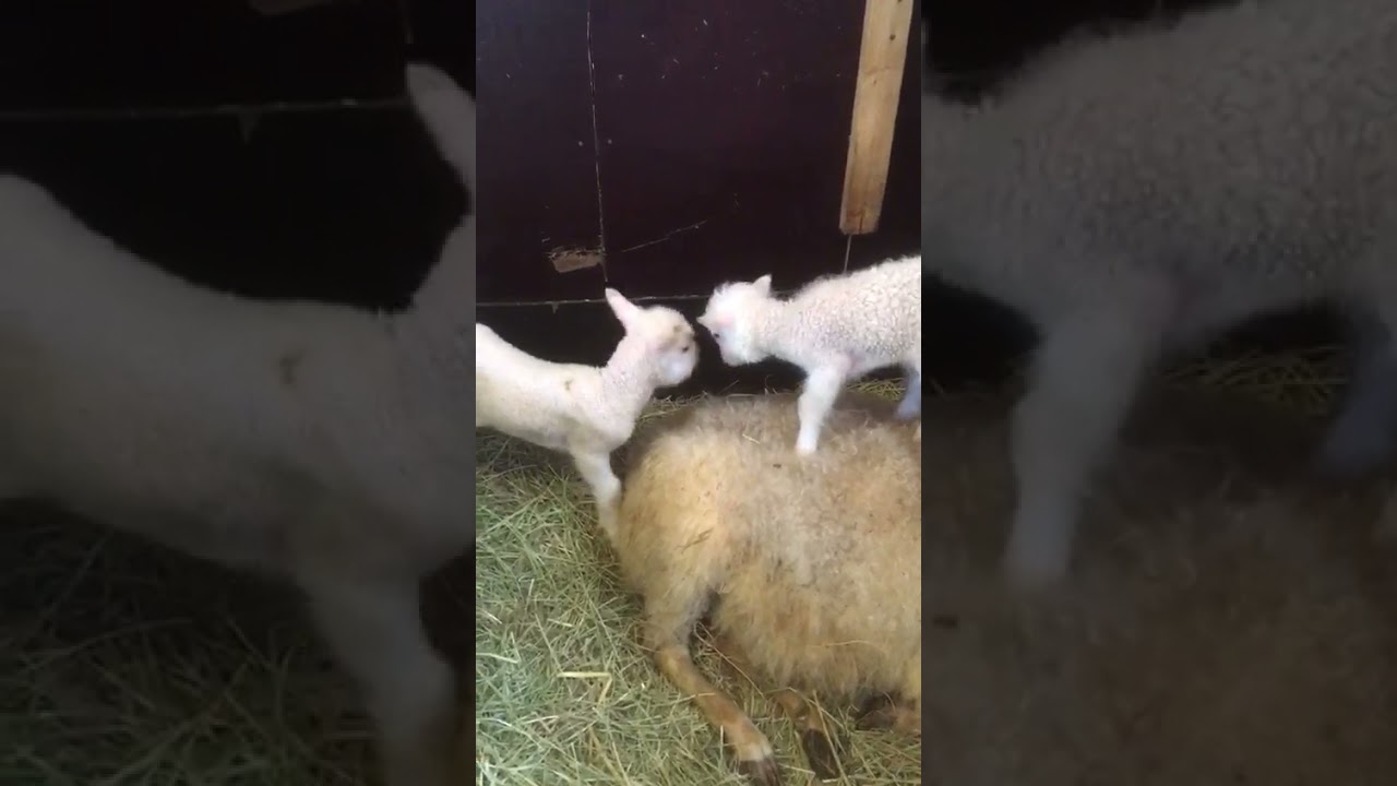 Stentorp sheepfarm : The lambs joy1