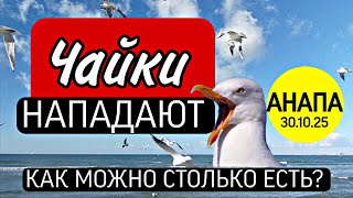 видео: 🟡🤯 Чайки НАПАДАЮТ: КАК МОЖНО СТОЛЬКО ЕСТЬ?🪽🟡 картинка: 🟡🤯 Чайки НАПАДАЮТ: КАК МОЖНО СТОЛЬКО ЕСТЬ?🪽🟡