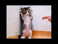 😍Funny Cats and Cute Kittens Compilation 2018😍