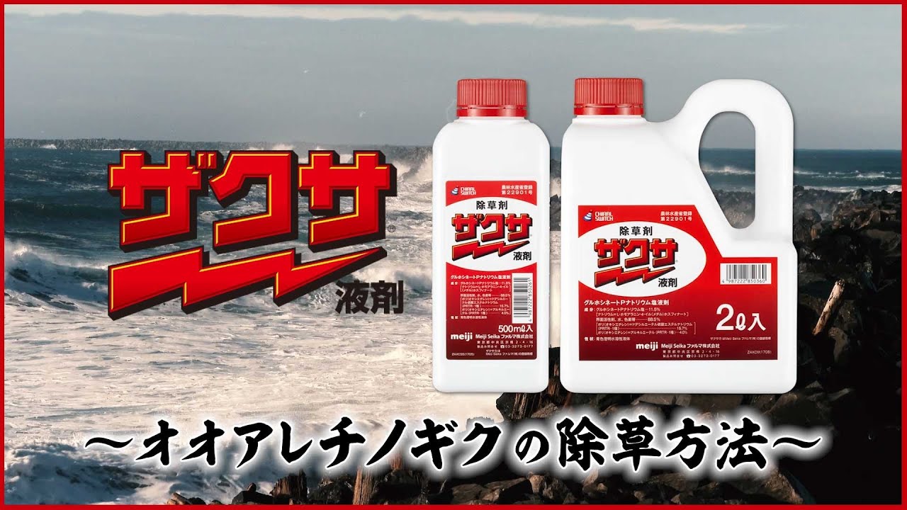 ザクサ侍 参番勝負 オオアレチノギク編 Youtube