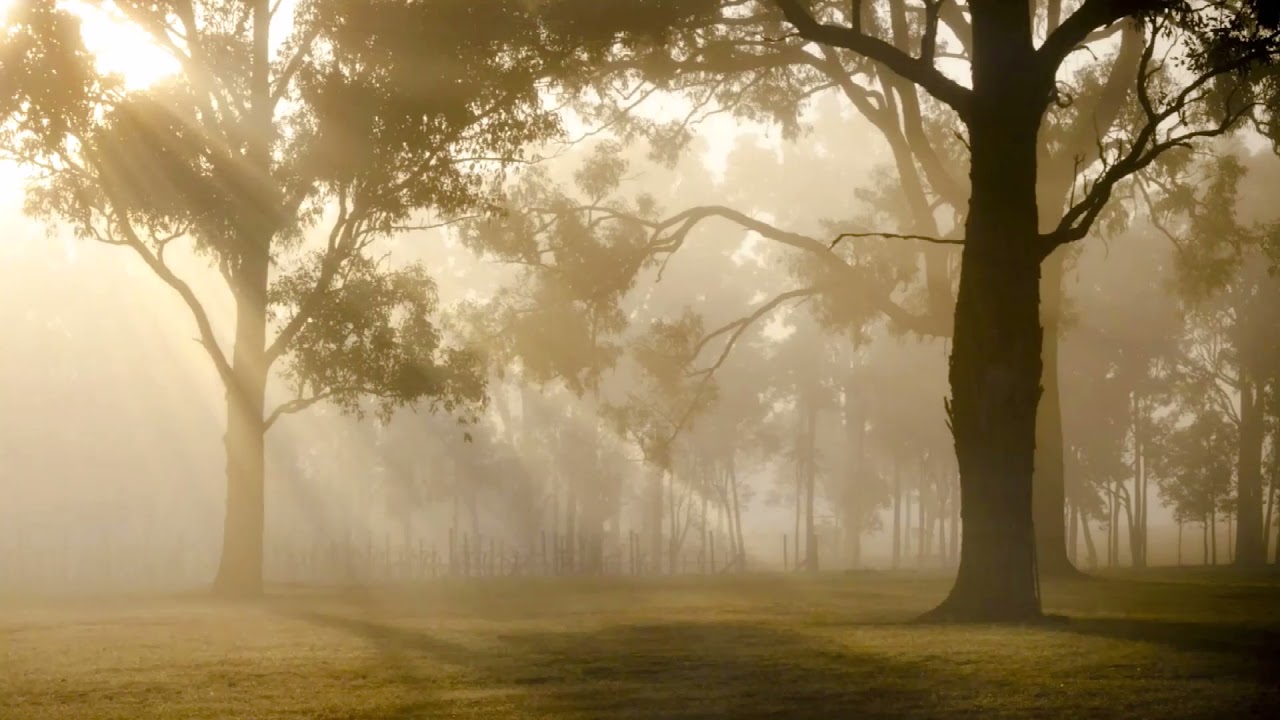 Slow Meditation Forest Sunlight Sunset Sky Backgound Music Peaceful Focus Calm Relaxing TrueTune