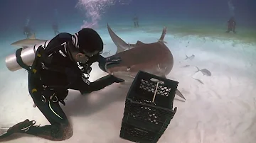 ¿Qué pasa si tocas la nariz de un tiburón?