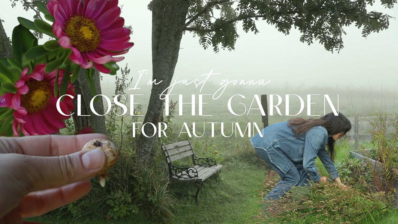 Осенние работы в саду в туманную погоду 🌿🍂 | Деление многолетних растений, посадка луковиц и приг...