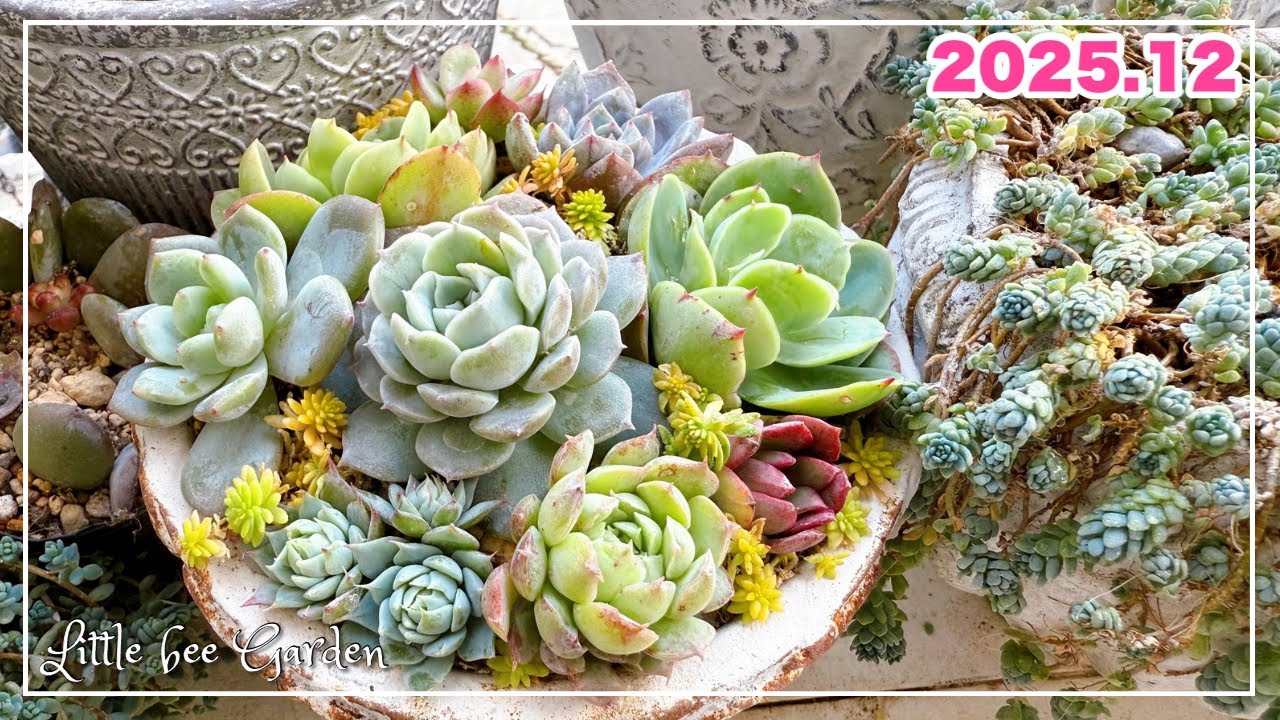 【#539】セダムの仕立て直しと鉢減らしの寄せ植え【ガーデニング】