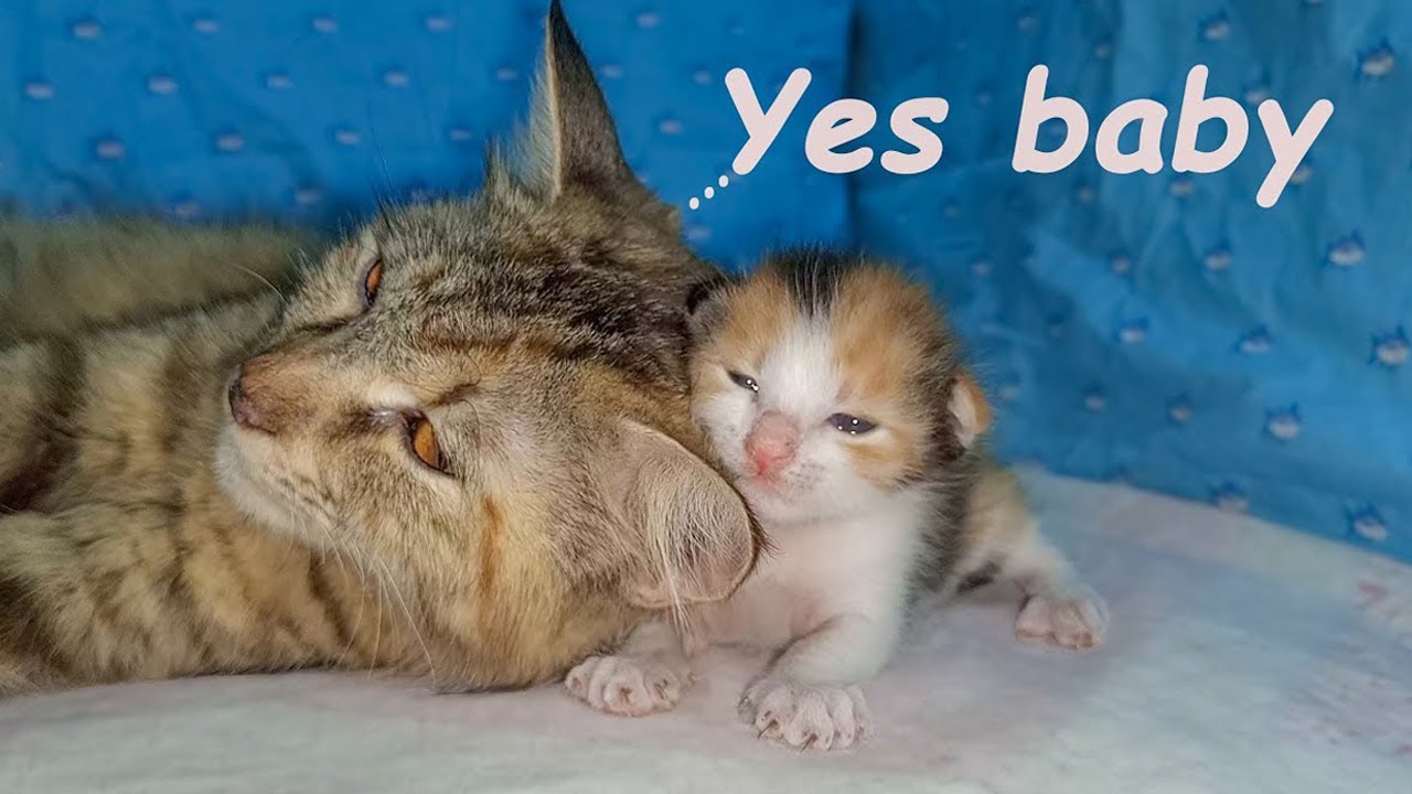 This Smallest Kitten Won’t Sleep Except Beside Foster Mom Cat 😿 | POOR KITTEN Nursed by Big Cat