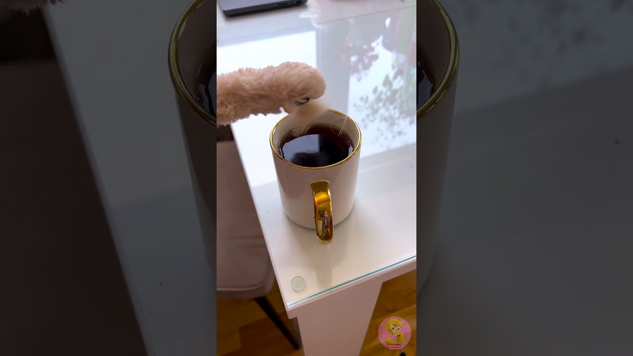 Tritt niemals auf den Snack einer Katze! 🐾💥 Sofortiger Katzenzorn! 