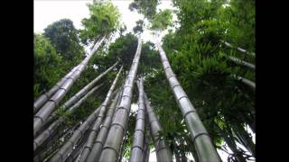 Les Brown Chinese Bamboo Tree Story
