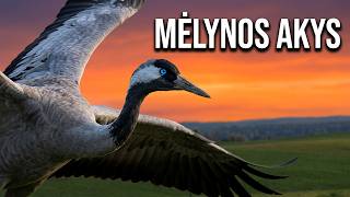 Mėlynos Akys Pauliaus Širvio Eilės