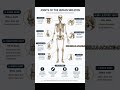 🦴 Types of Joints in Human Skeleton | Human Body Anatomy Explained #Shorts