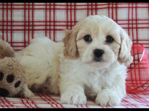 cavachon greenfield puppies
