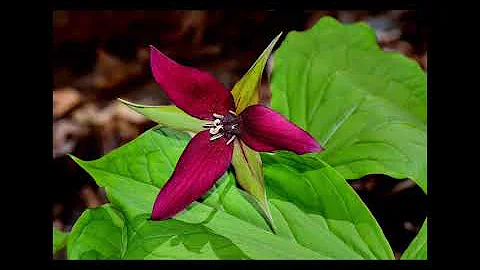 High Knob Naturalist Rally Presentation 2020 by Wa...