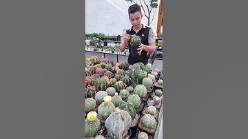 Trị rẹp xương rồng😍😍😍