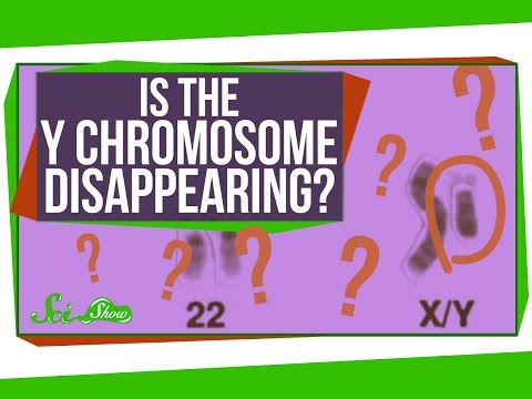 Video: Hat das Y-Chromosom weniger Gene?