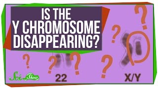 Is the Y Chromosome Disappearing?