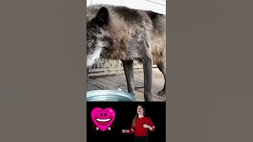 Gray Wolf likes water on the Ground🐺🐺#wolf #wolves #shorts