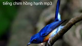 Tiếng chim hồng hạnh dùng đi bẫy.
