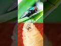 Second US Screwworm Case Confirmed in Texas by USDA