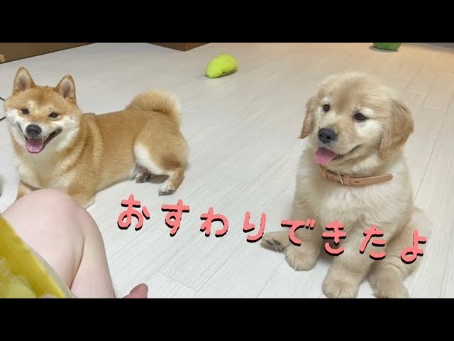 ゴールデンレトリバーの子犬のお座りトレーニングとそれに付き合う豆し
