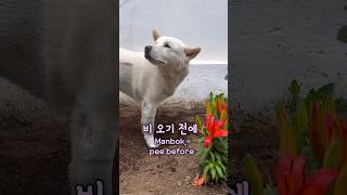 오줌싸고 손닦는 진돗개