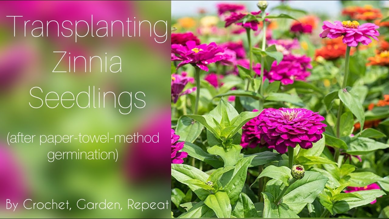 Transplant Zinnia Seedlings🌱🌸🌼 (after papertowelmethod germination
