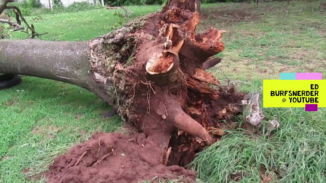 Oklahoma High Winds - Tree Damage ... 8/26/19 - YouTube