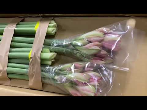 【担当おすすめ】アマリリス　アップルブロッサム
