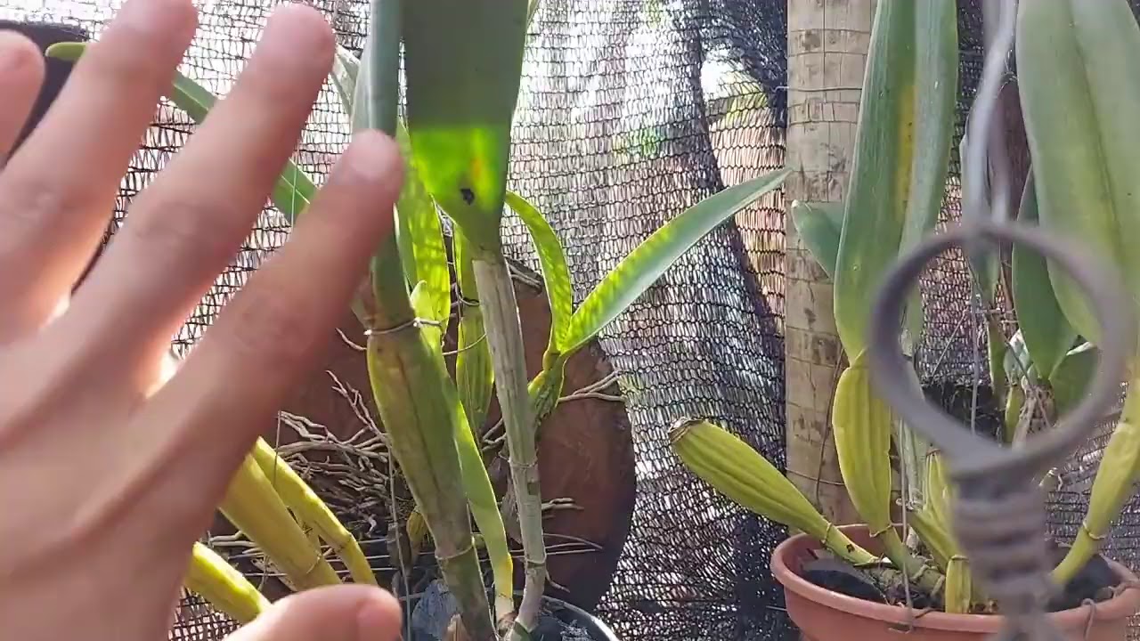 É POR ISSO QUE SUAS CATTLEYAS NÃO FLORESCEM!!!