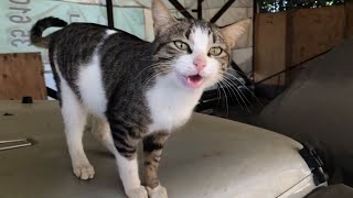 Talkative Stray Cat is Meowing to Show me Something Really Adorable