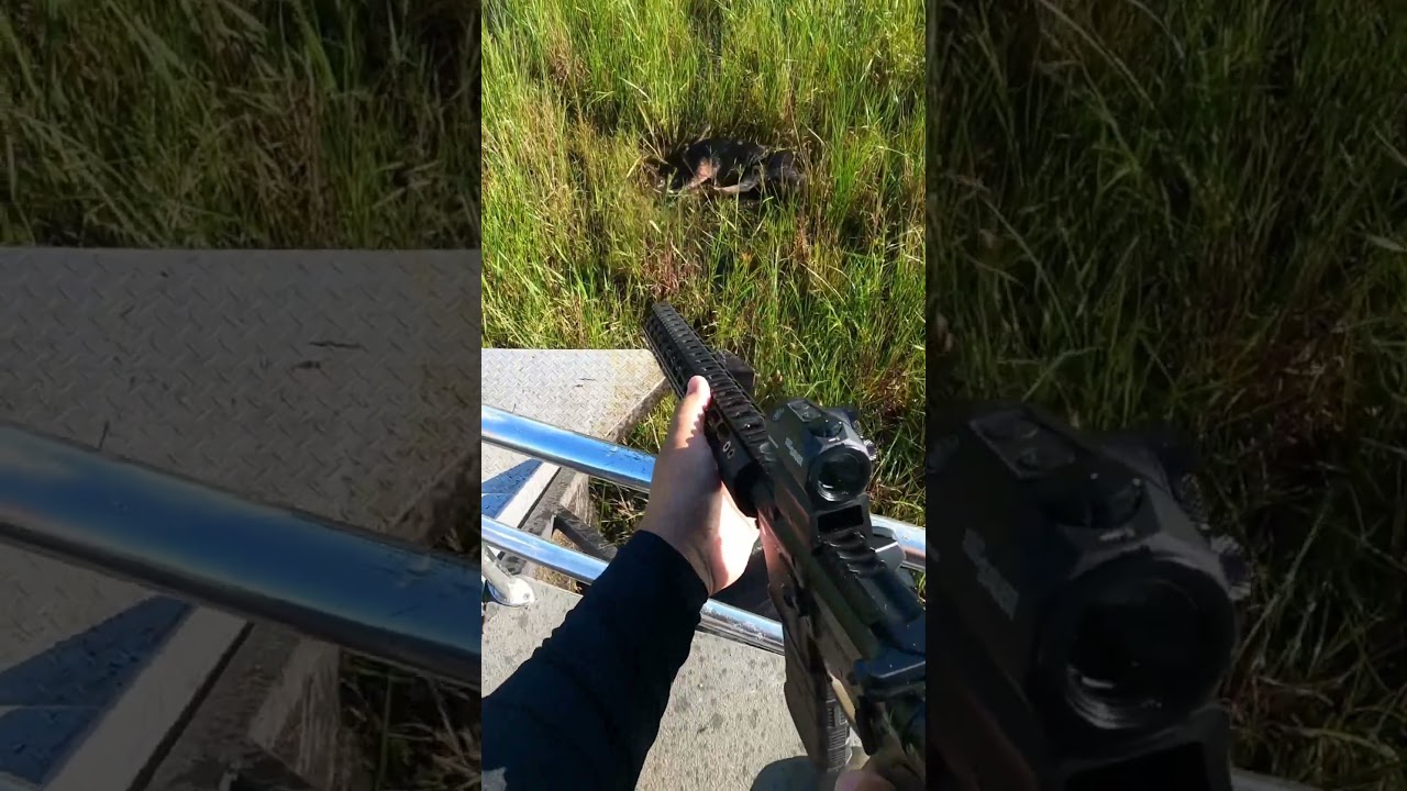 Hunting Hogs in Okeechobee with AR-15 