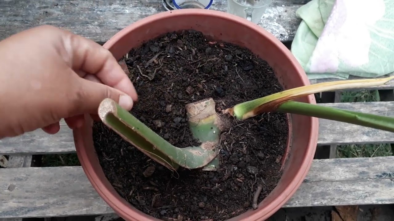 curiosidade  sobre  a costela de Adão.