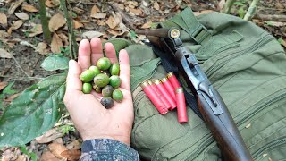 Espera Na Mirindiba, Estão Com Muitas Frutas 