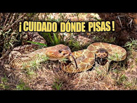 We went to the ranch during the rainy season in the middle of SNAKE mating SEASON