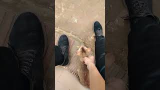 Little baby #cutecat #catsofyoutube #fyp #viralshorts #viral #shorts #shortvideo #foryou