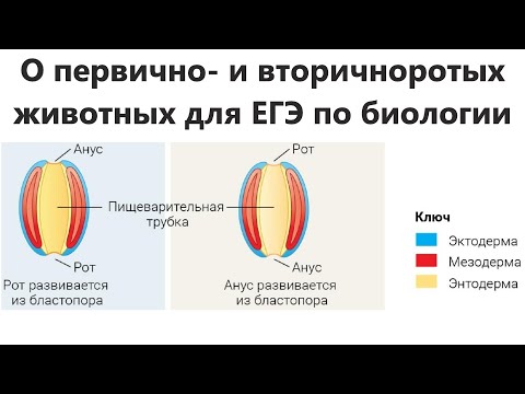 О первично- и вторичноротых животных для ЕГЭ по биологии