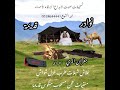 نوادر غزلية جفران المري لا يغرك جمالك كلمات عبد الهادي القنيفذ النسخة الأصلية الزرقاء فهد الشويع نوادر غزلية جفران المري لا يغرك جمالك كلمات عبد الهادي القنيفذ النسخة الأصلية الزرقاء فهد الشويع