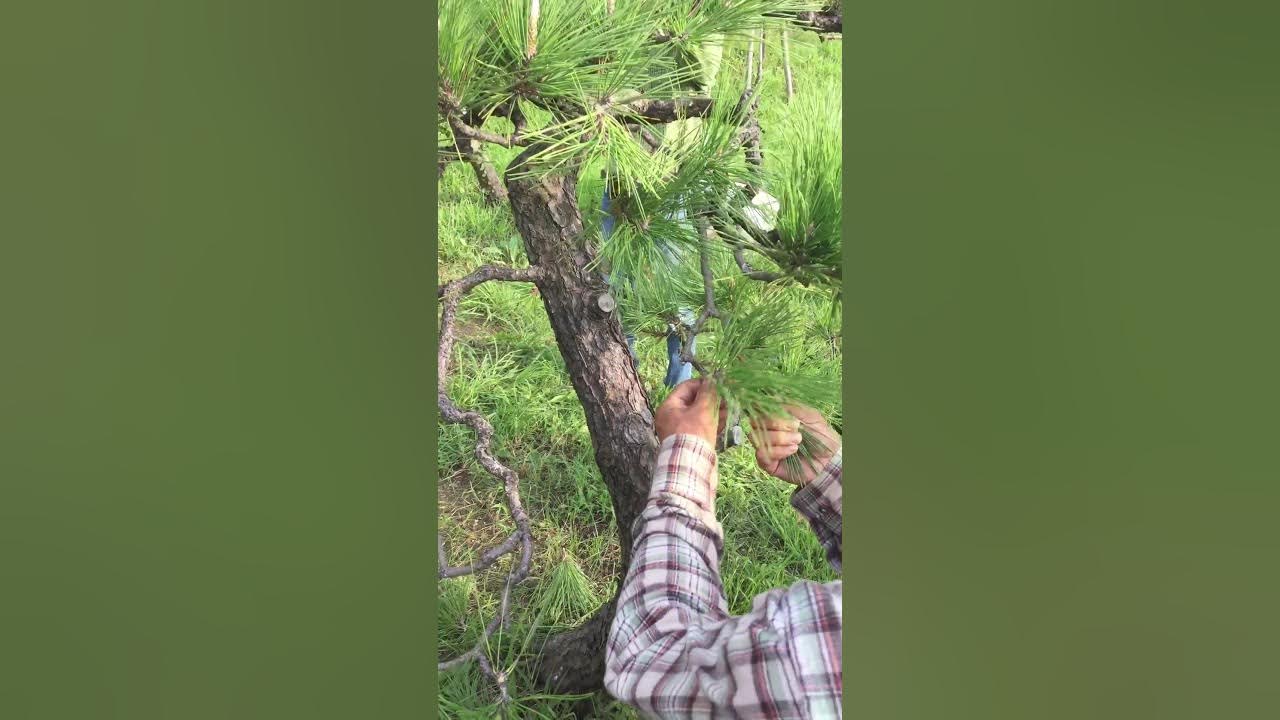 How to prune pine in autumn 松の剪定(秋) 葉もみ⑦ YouTube