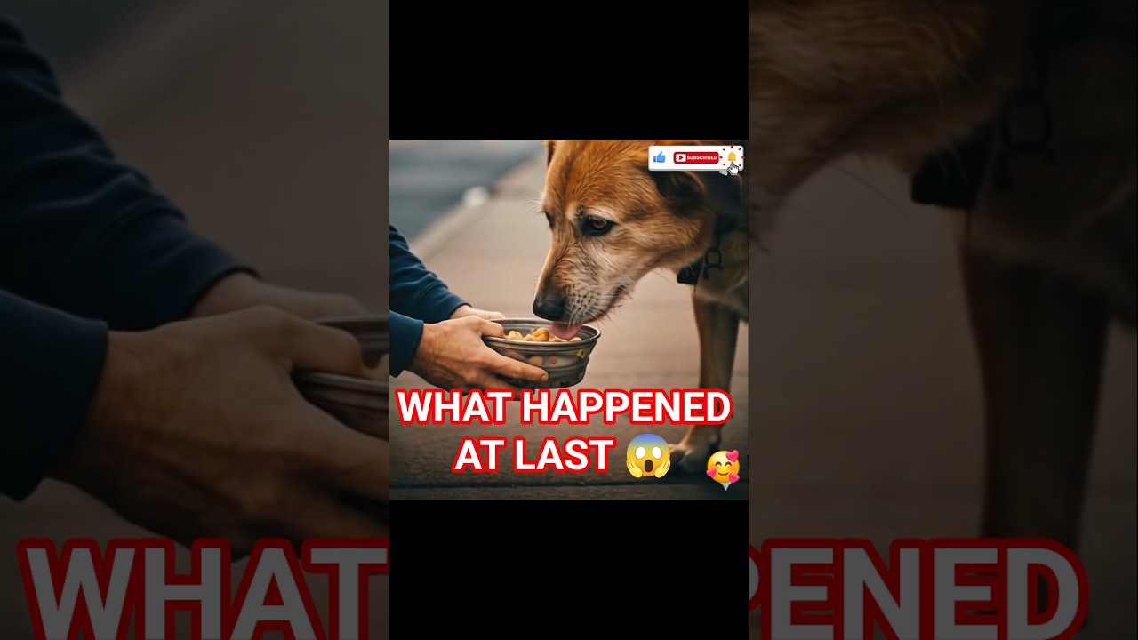 This Stray Dog Waited Every Night 🐶💔 | Emotional Short 