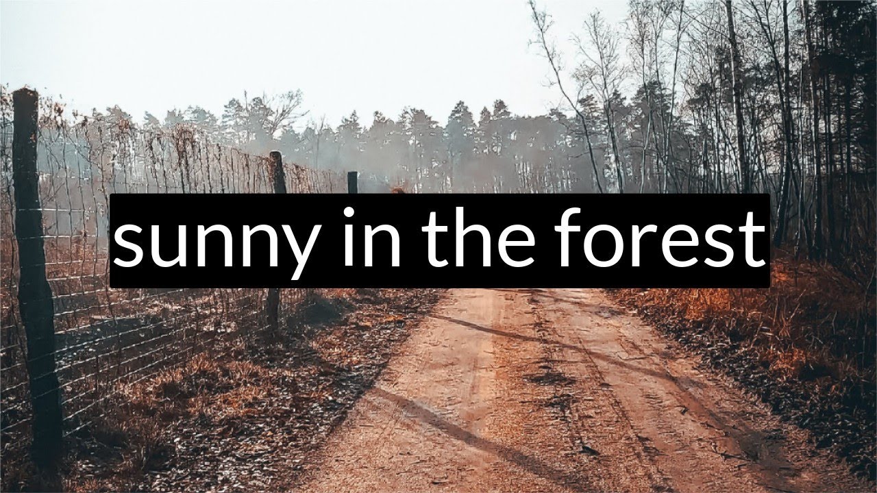 003 Finally sunny in the forest 